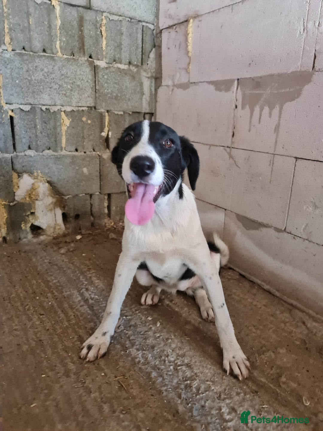 Mixed Breed dogs for adoption: NALA, a Lovely Girl - for a Loving Home - Image 10