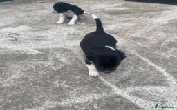 Mixed Breed dogs for sale: Speagle pup (male) - Image 5