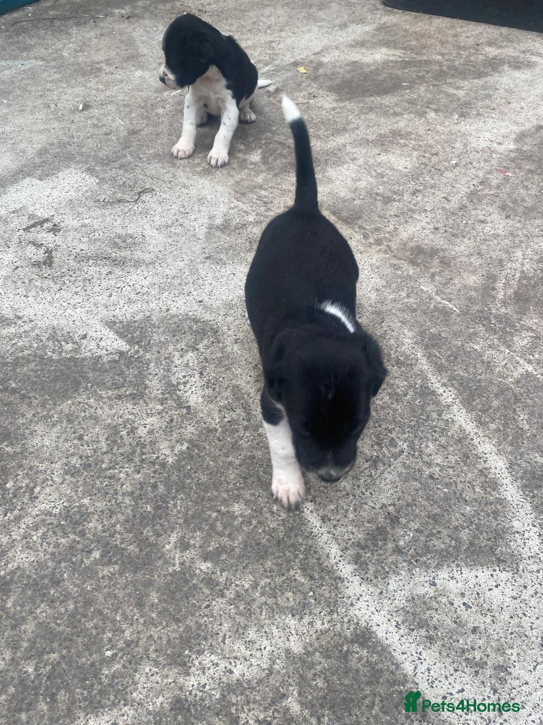 Mixed Breed dogs for sale: Speagle pup (male) - Image 5