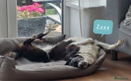 Border Collie dogs for sale: Female Short Hair Border Collie - Advert 10