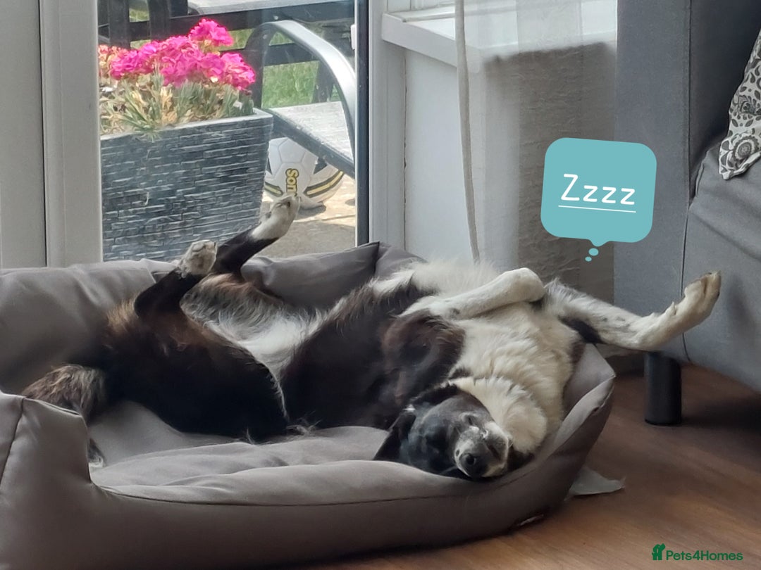 Border Collie dogs for sale: Female Short Hair Border Collie - Advert 10