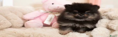 Pomeranian 2
