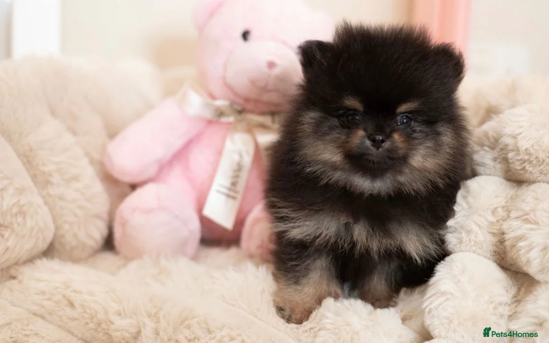 Pomeranian dogs for sale: Beautiful boys ready for their new homes  - Advert 2