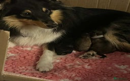 Shetland Sheepdog dogs for sale: Shetland Sheepdog   - Image 3