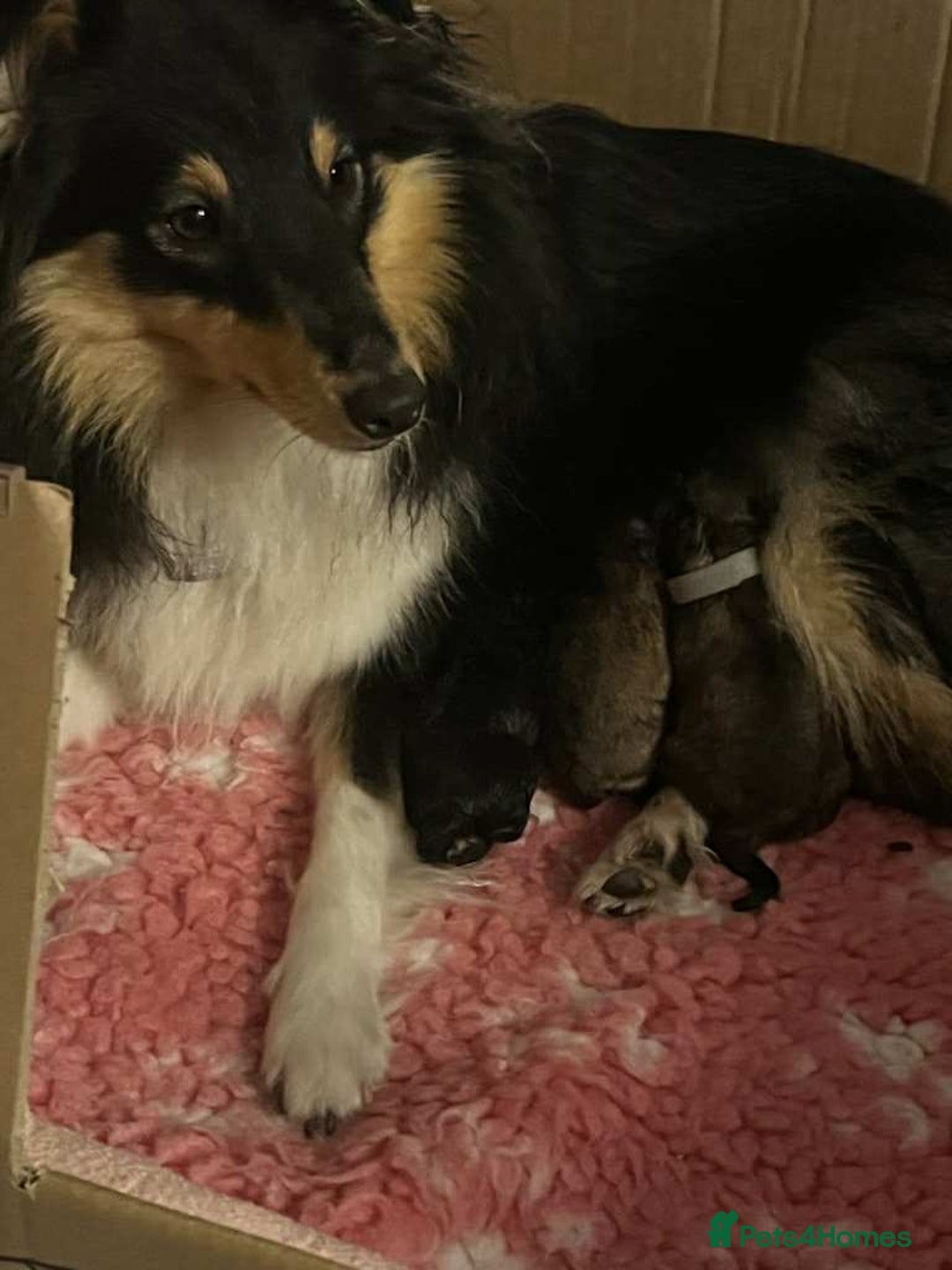 Shetland Sheepdog dogs for sale: Shetland Sheepdog   - Image 3