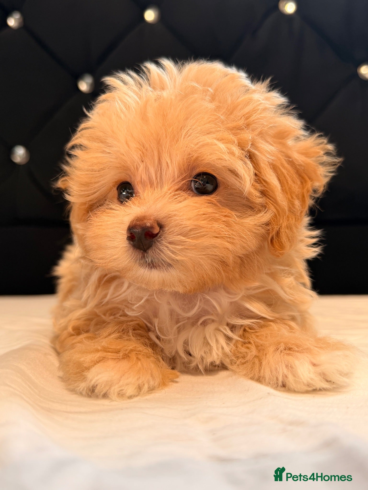 Maltipoo dogs Little Maltipoo F1 puppies❤️ - Advert 3