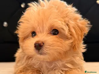 Maltipoo dogs Little Maltipoo F1 puppies❤️ - Advert 3