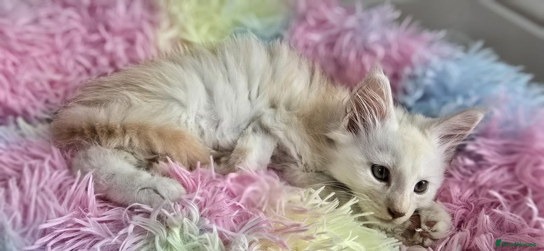 Maine Coon cats for sale: Looking for Special needs homes  - Image 10