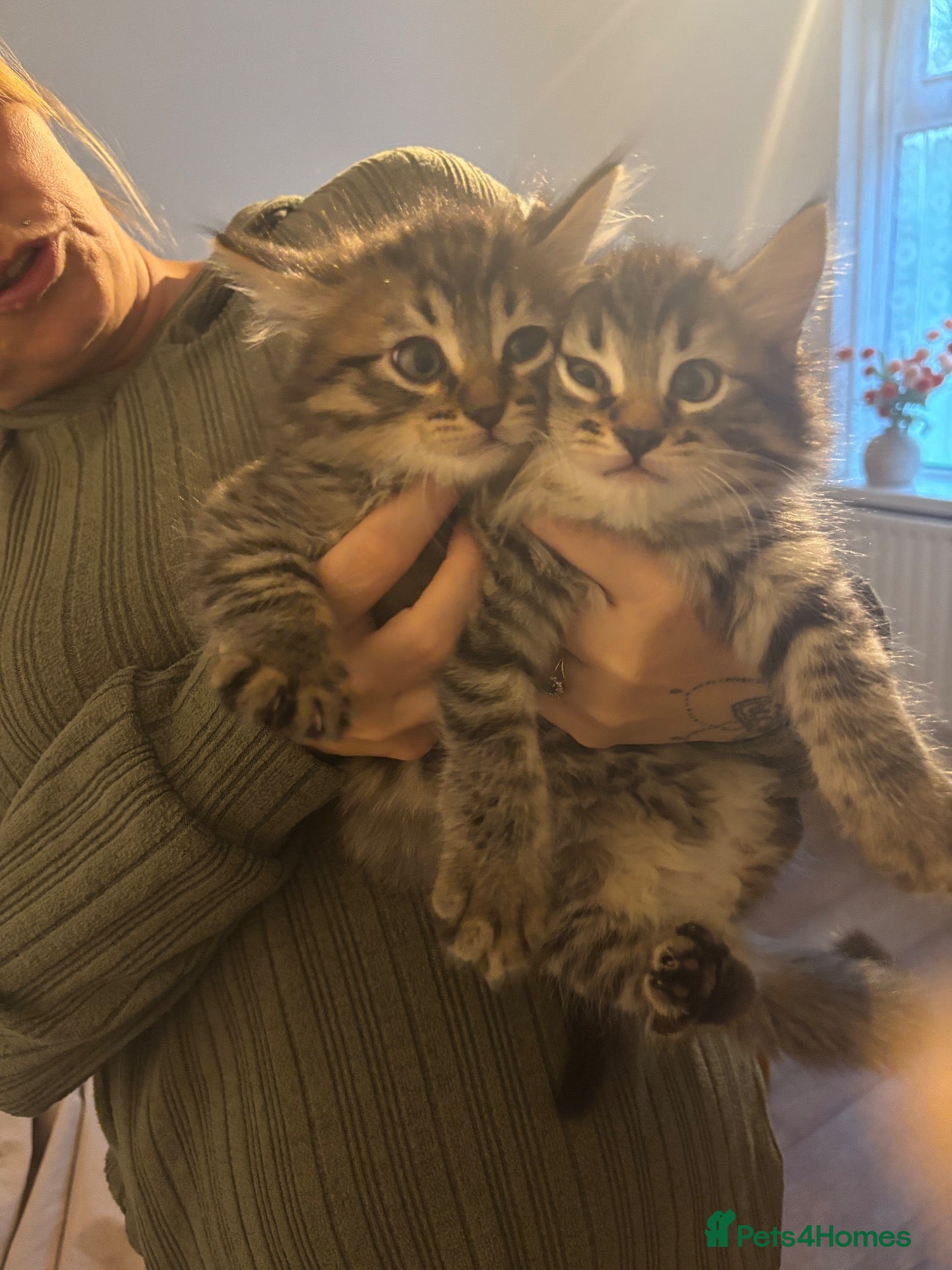 Mixed Breed cats Mixed breed kittens 8 weeks old  - Advert 1