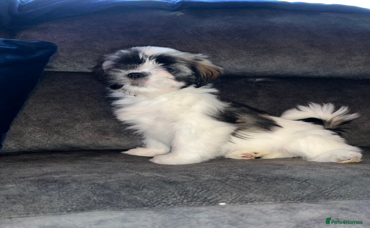 Lhasa Apso dogs - Advert 3