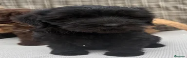 Labradoodle 4