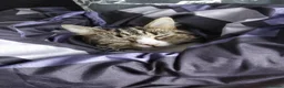 Domestic Shorthair cats for sale: Beautiful 5yo Female Tabby Cat Free to Loving Home - Advert 4