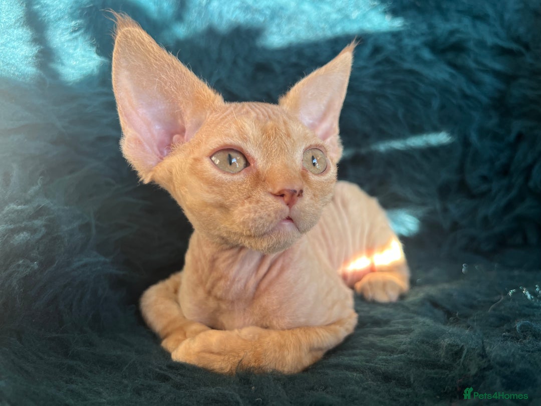 Devon Rex cats for sale: Devon Rex kittens  - Advert 13