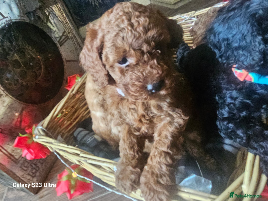 Miniature Poodle dogs for sale: Kc reg outstanding miniature Poodles in Stourbridge - Image 12