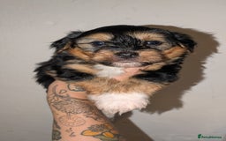 Mixed Breed dogs for sale: Porkies (Pom x Yorkie) Puppies! - Image 3