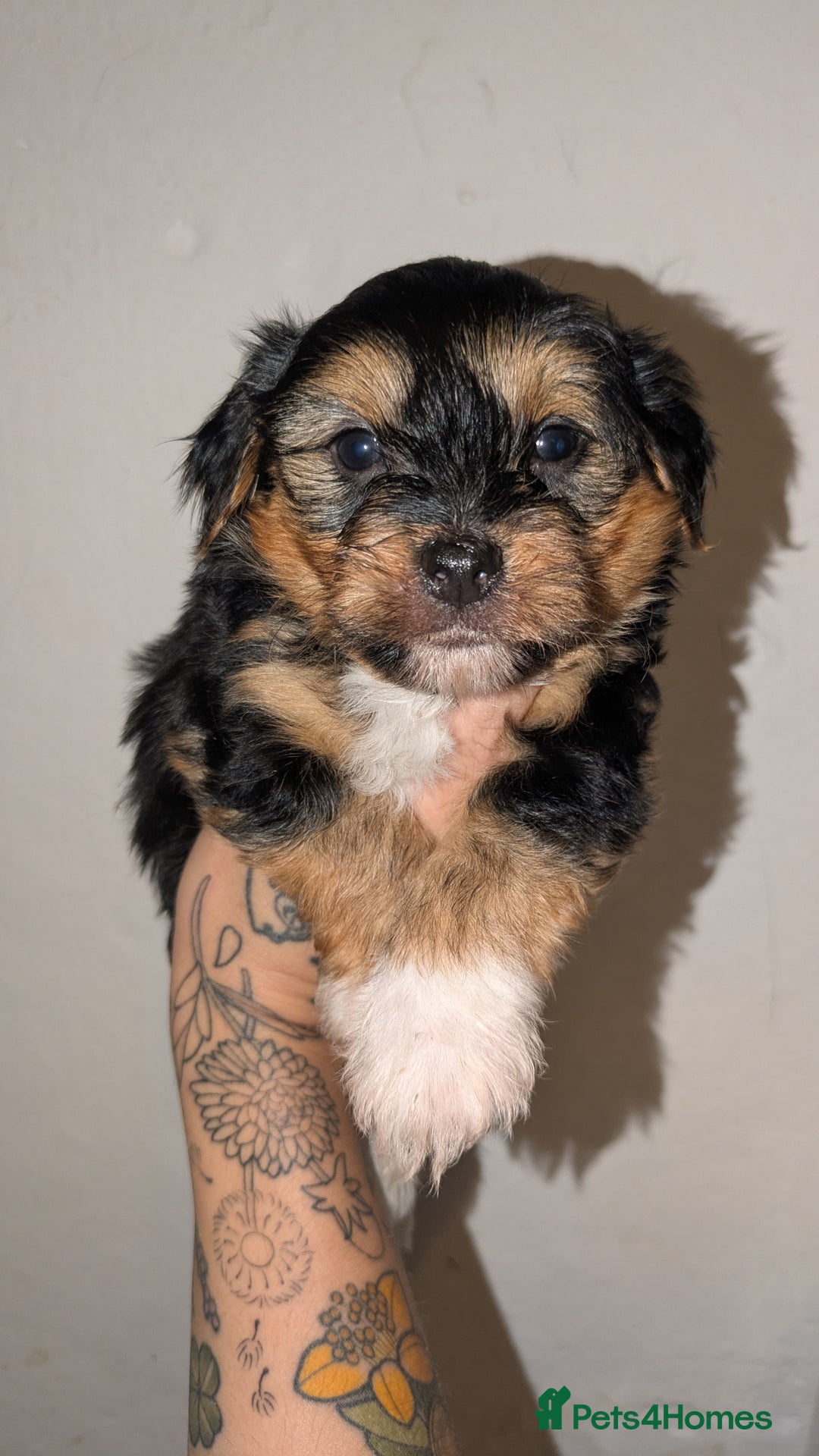Mixed Breed dogs for sale: Porkies (Pom x Yorkie) Puppies! - Image 3