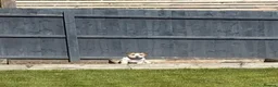 Jack Russell dogs for stud: KC registered Jack Russel Terrier available stud  - Advert 9