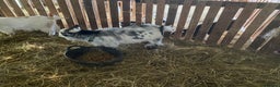 Goats livestock for sale: Flock of Pigmy goats for sale - Advert 2