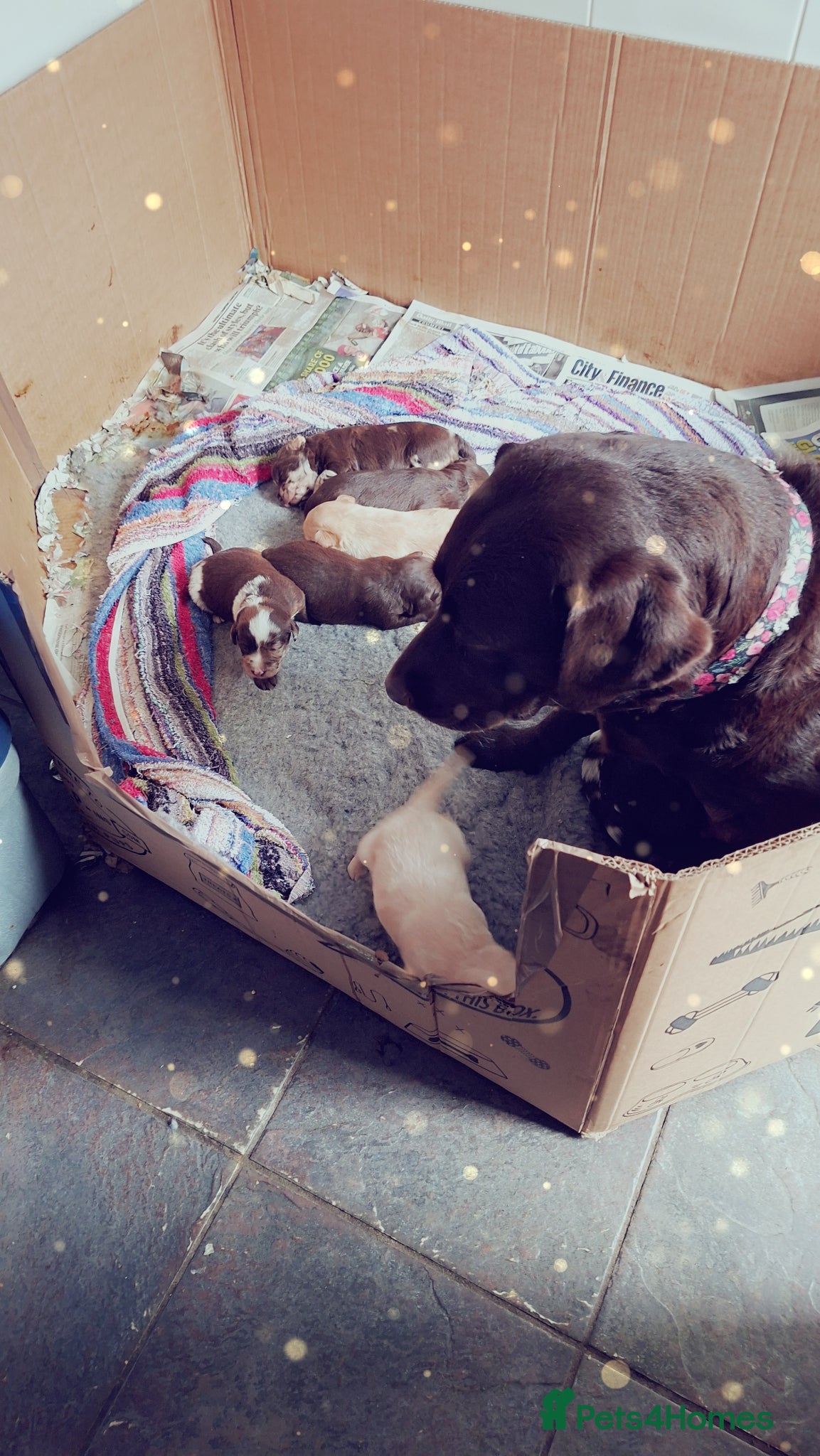 Labradoodle dogs EXCEPTIONAL F1 LABRADOODLE PUPPIES AVAILABLE    - Advert 1