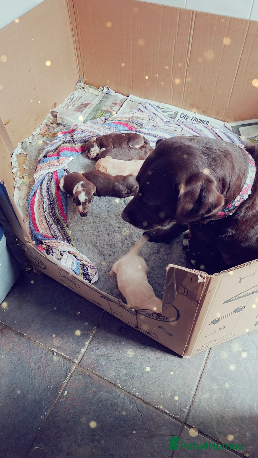 Labradoodle dogs for sale: EXCEPTIONAL F1 LABRADOODLE PUPPIES AVAILABLE    - Advert 1