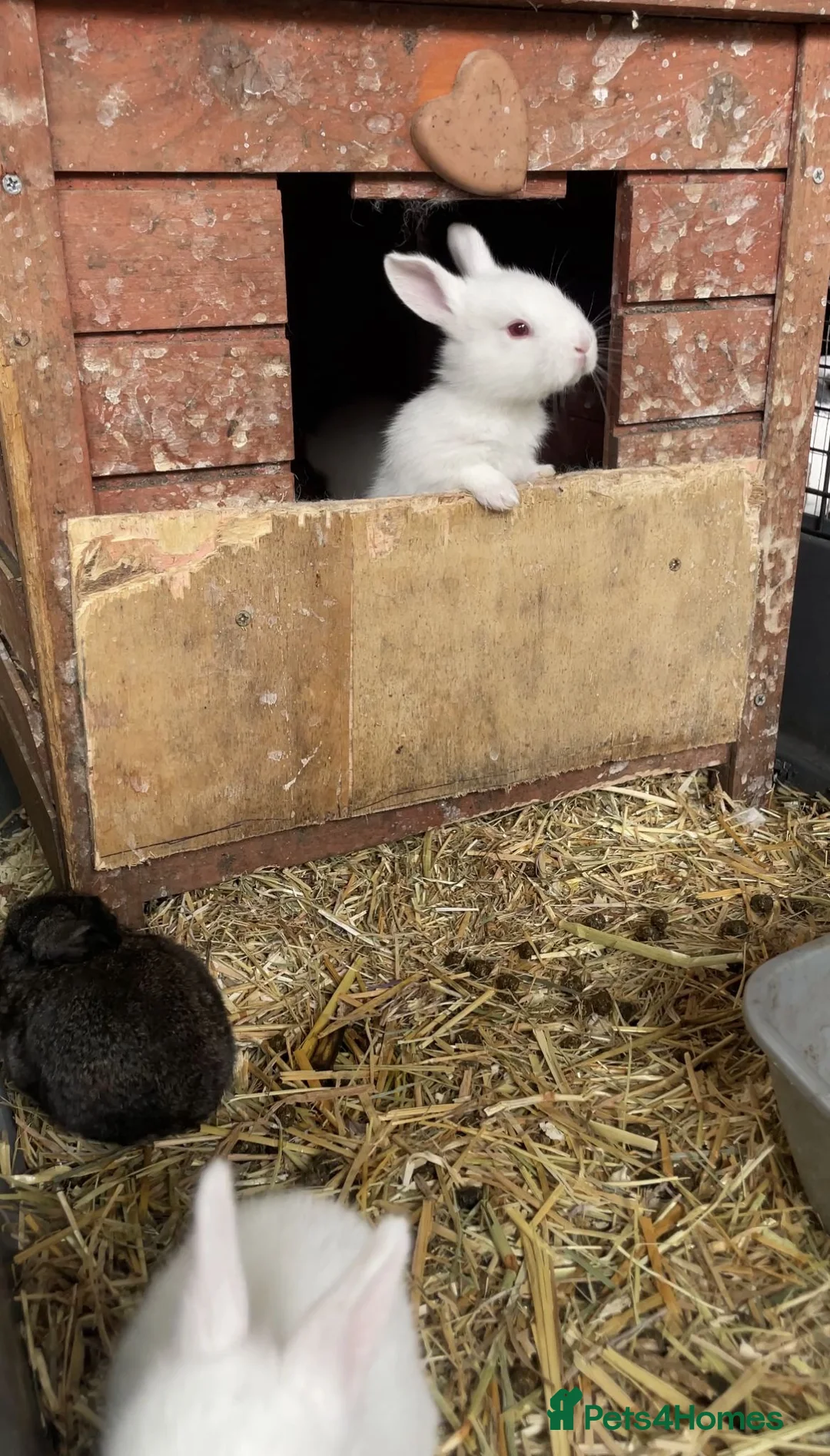 New Zealand rabbits for sale: Top Quality Rabbits! Proven Parents & Bunnies - Advert 2