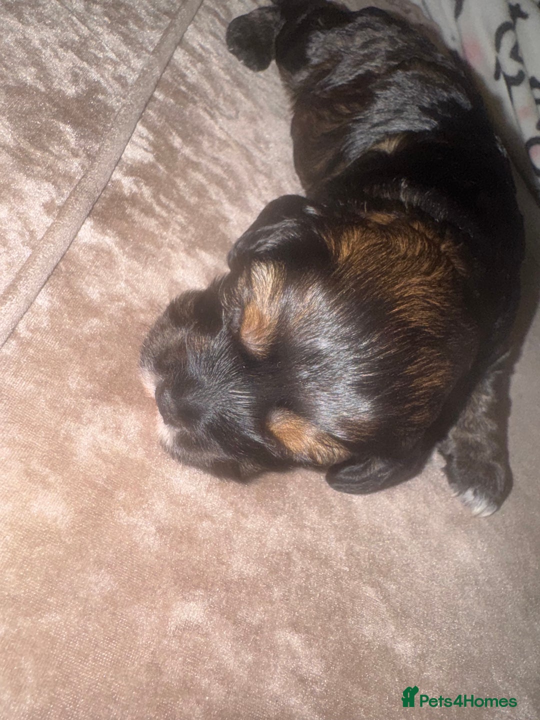Cockapoo dogs for sale: Tri cockapoo girl  - Image 18