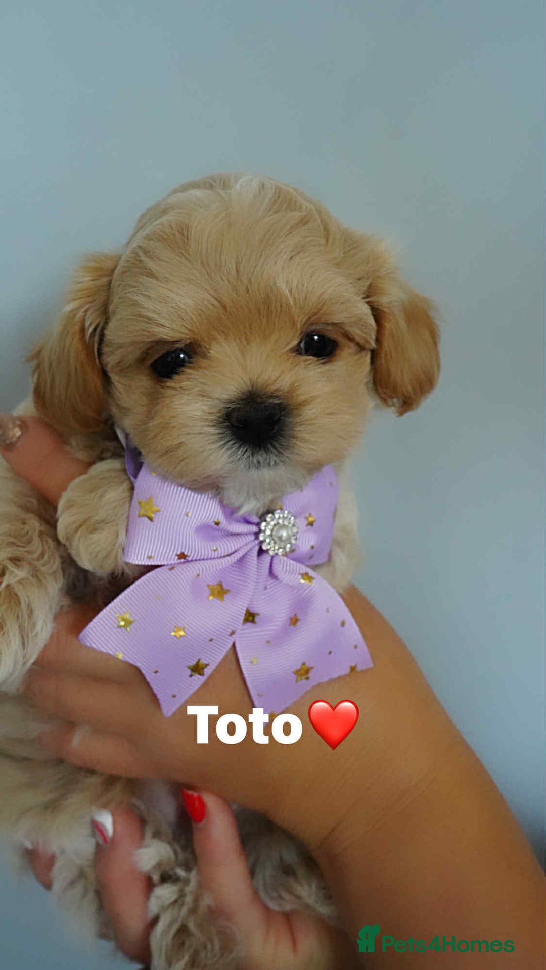 Maltipoo dogs for sale: Tiny F1 Asian Maltipoo puppies. Ready now! - Image 21