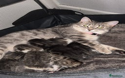 Domestic Shorthair cats for sale: 4 beautiful kittens for sale  - Image 7