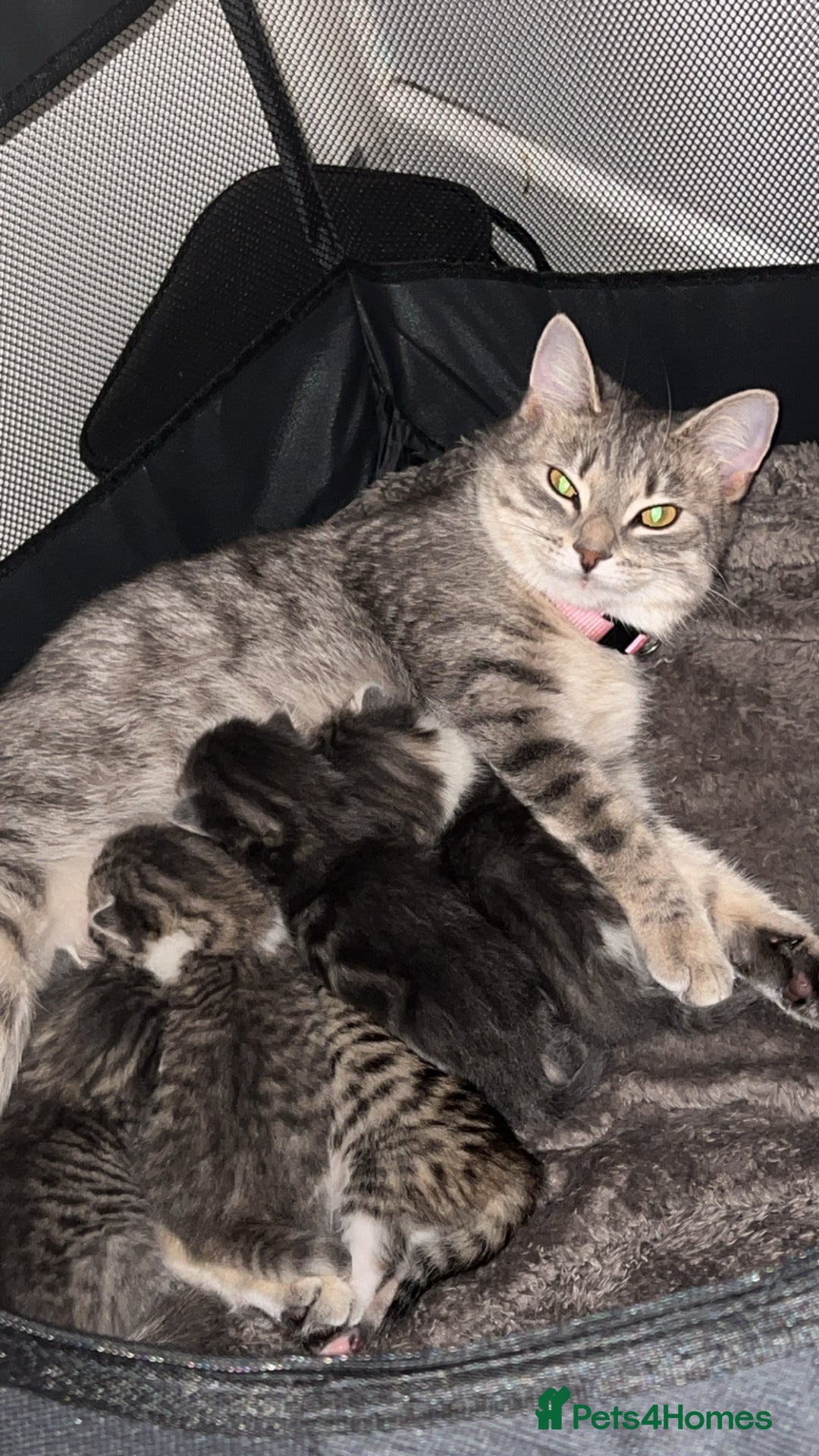 Domestic Shorthair cats for sale: 4 beautiful kittens for sale  - Image 7