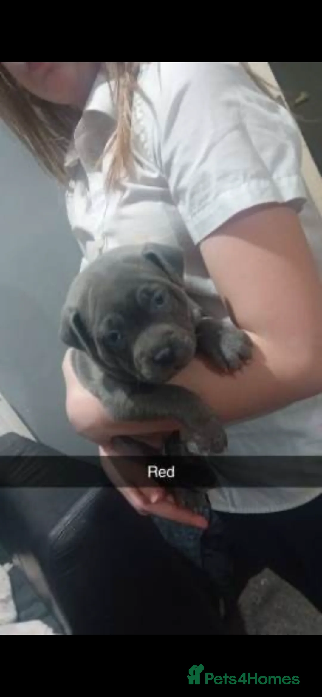 Staffordshire Bull Terrier dogs for sale: Stunning 100% Outstanding Staffy Puppies  - Advert 36