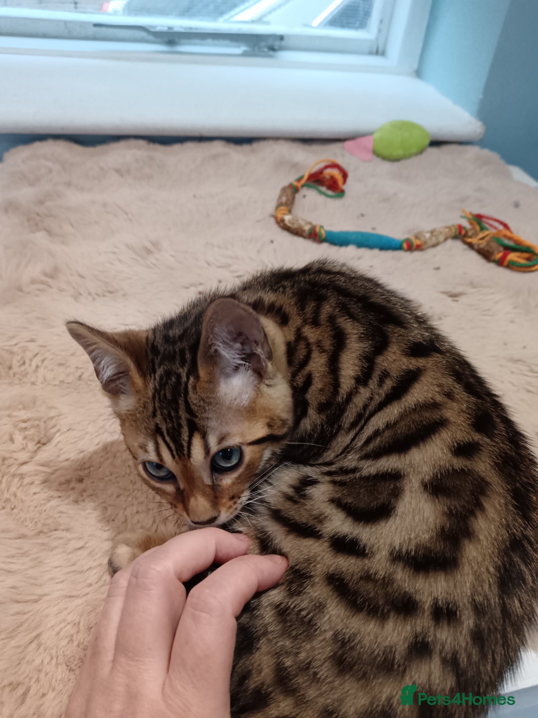 Bengal cats for sale: G5 PURE BENGEL - Image 4