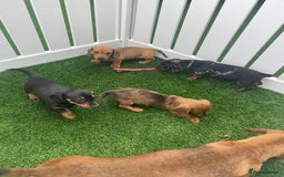 Miniature Dachshund dogs for sale: 4 adorable miniature dachshund puppies  - Image 5