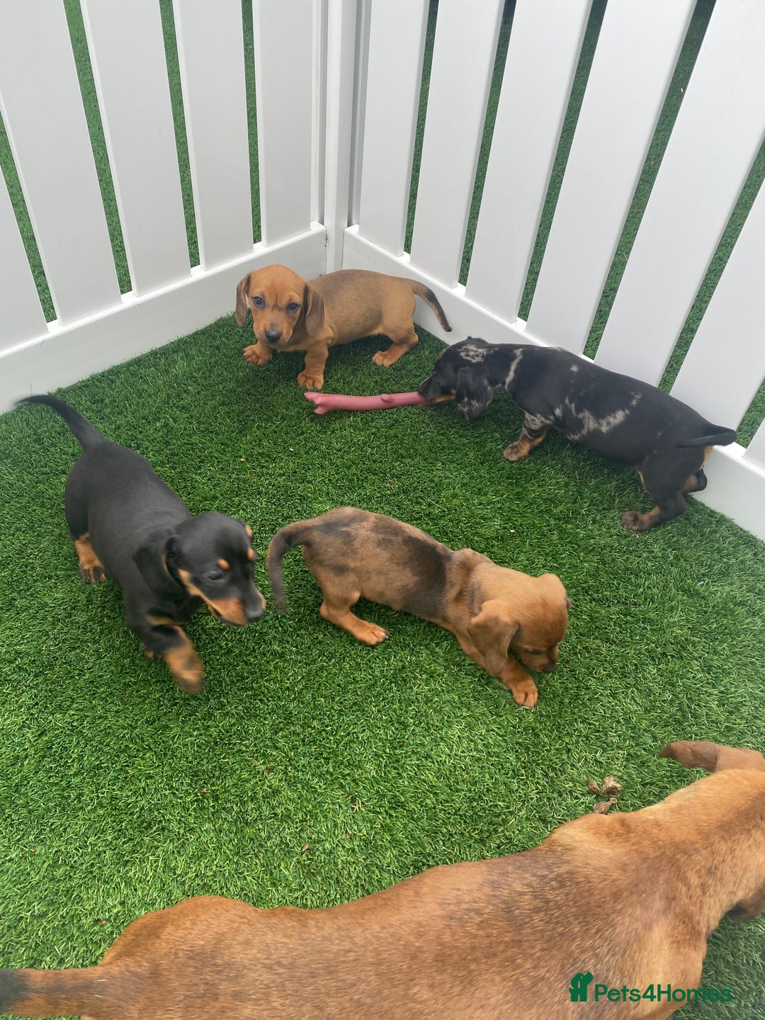 Miniature Dachshund dogs for sale: 4 adorable miniature dachshund puppies  - Image 5