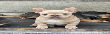 French Bulldog 1