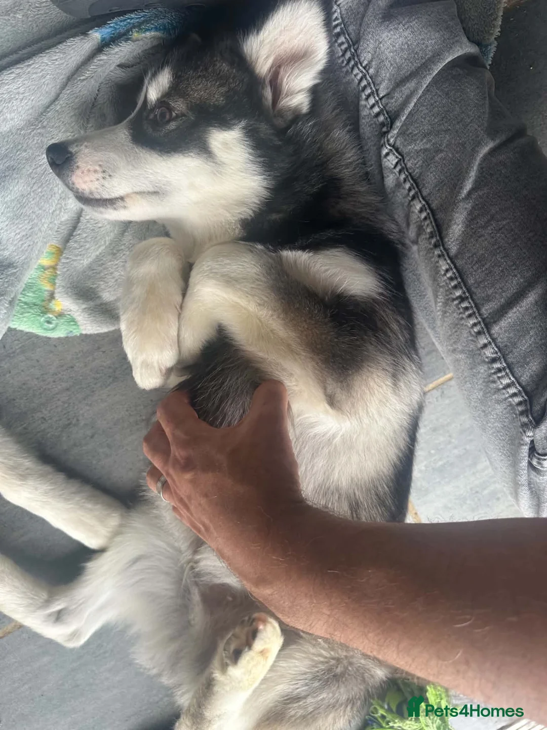 Pomsky dogs for sale: Price reduction Last boy F4 Pomsky  - Advert 2