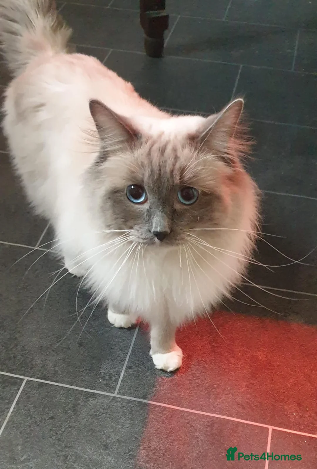 Ragdoll cats for stud: ❤️ Magnificent GCCF Active Registered Stud ❤️ in Preston - Advert 10