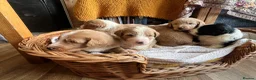Bordoodle dogs for sale: Amazing collie-poos - Advert 7