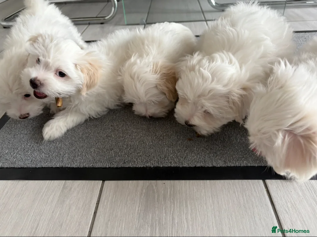 Maltese dogs for sale: Maltese puppies  - Advert 4