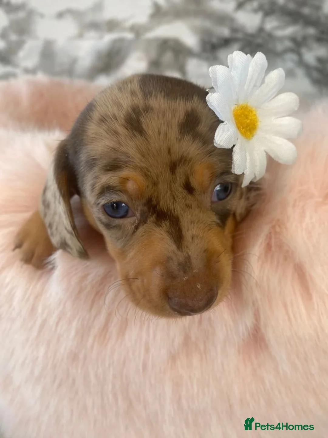 Miniature Dachshund dogs for sale: Exceptional Miniature Dachshund Puppies in Paignton - Advert 1