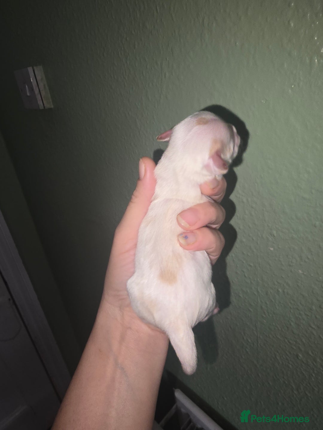 Yorkshire Terrier dogs for sale: wonderful puppies yorkshire terrier - Advert 4