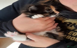 Maine Coon cats for sale: Maine Coon kittens  - Image 11
