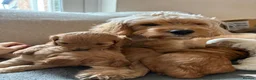 Cockapoo dogs for sale: Beautiful F2 Cockapoo Puppies – Due October in Southampton - Advert 5