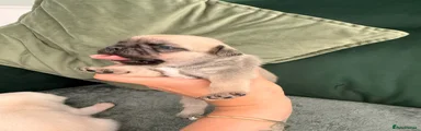 Pug 1