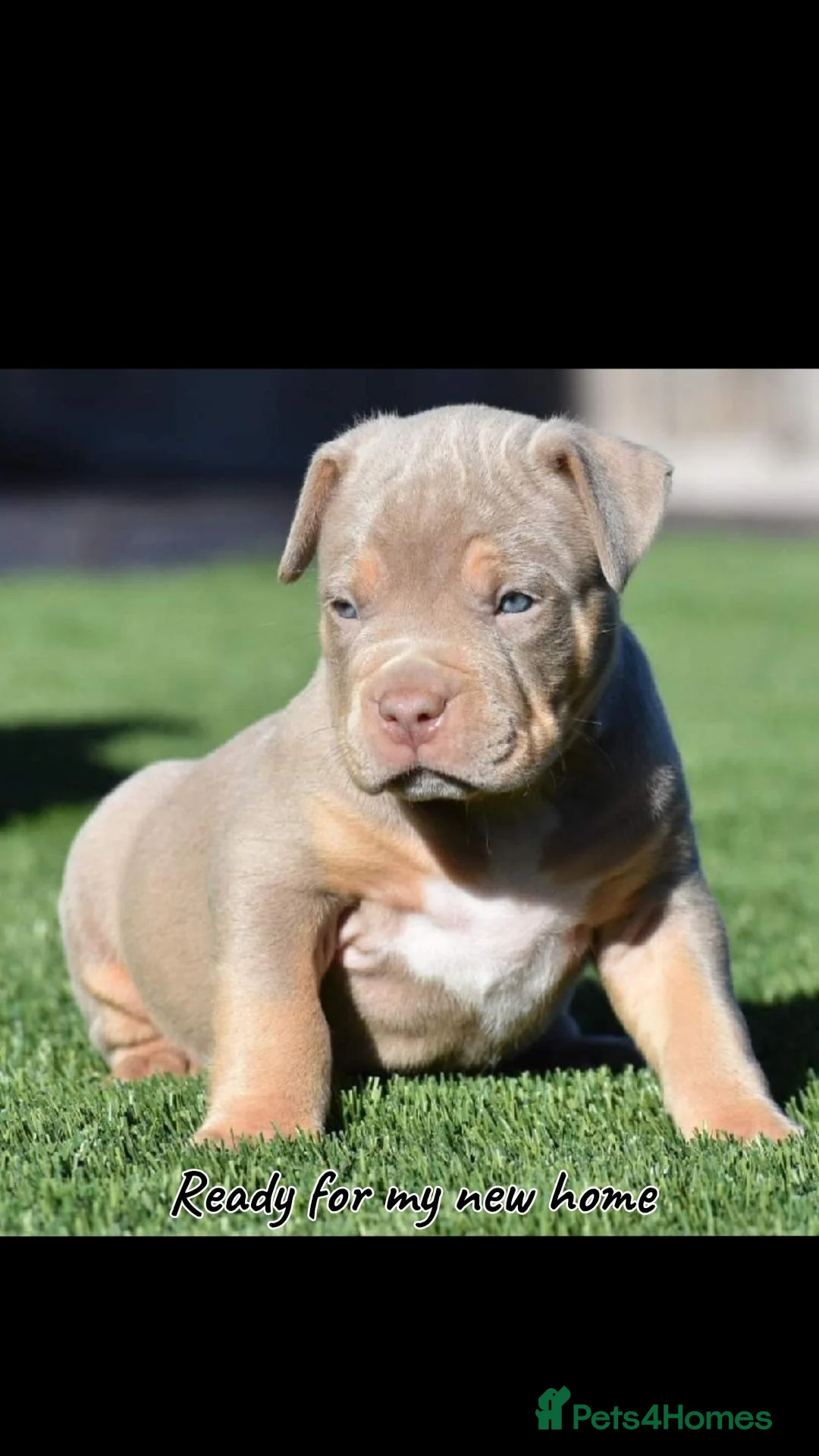 American Bully dogs for sale: 💎Elite Lilac Tri Pocket Bullies AKBC registered💎 - Advert 1