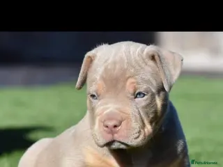American Bully dogs 💎Elite Lilac Tri Pocket Bullies AKBC registered💎 - Advert 3