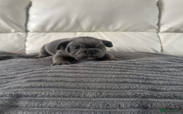Mixed Breed dogs for sale: Mixed breed French and English bulldog - Image 3