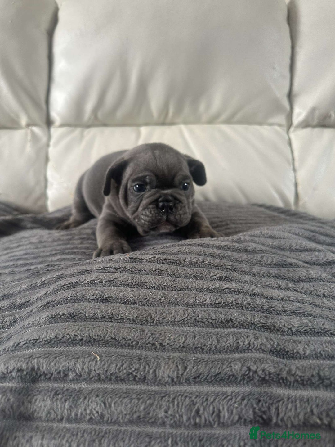Mixed Breed dogs for sale: Mixed breed French and English bulldog - Image 3