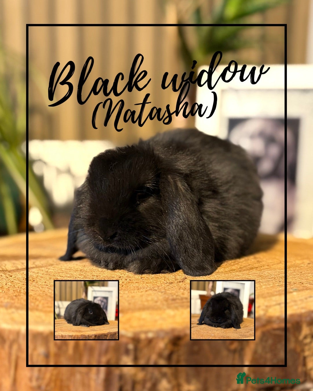 Mini Lop rabbits *Reduced*Pair of Girls looking for loving home - Advert 2