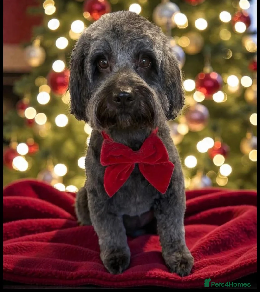 Mixed Breed dogs for sale: Cockapoo(Mum)xCavapoochon (Dad) Puppies in Bradford - Advert 5