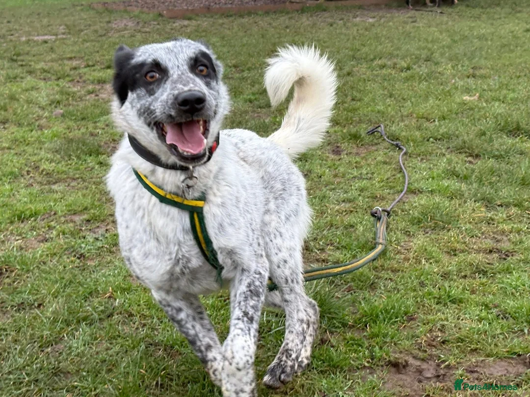 Mixed Breed dogs for adoption: Cessil - Norwich Norfolk  - Advert 11